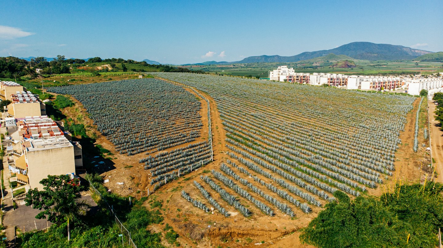 Plantas de agave crecen en hileras ordenadas junto a edificios residenciales modernos.