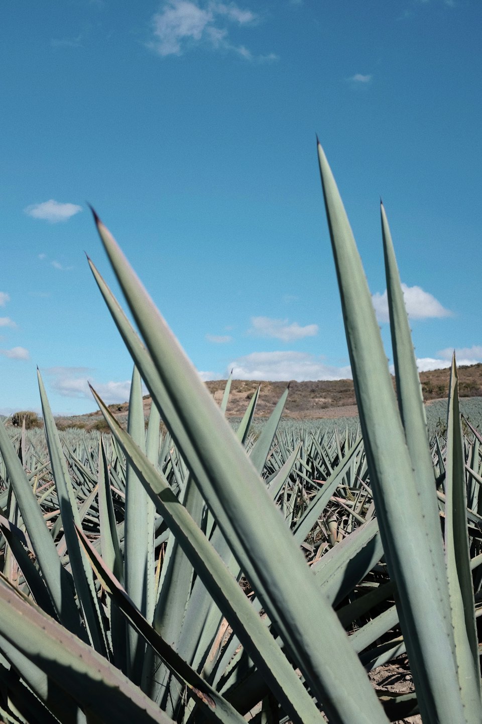 Filas de plantas de agave azul se extienden por un campo bajo un cielo brillante.