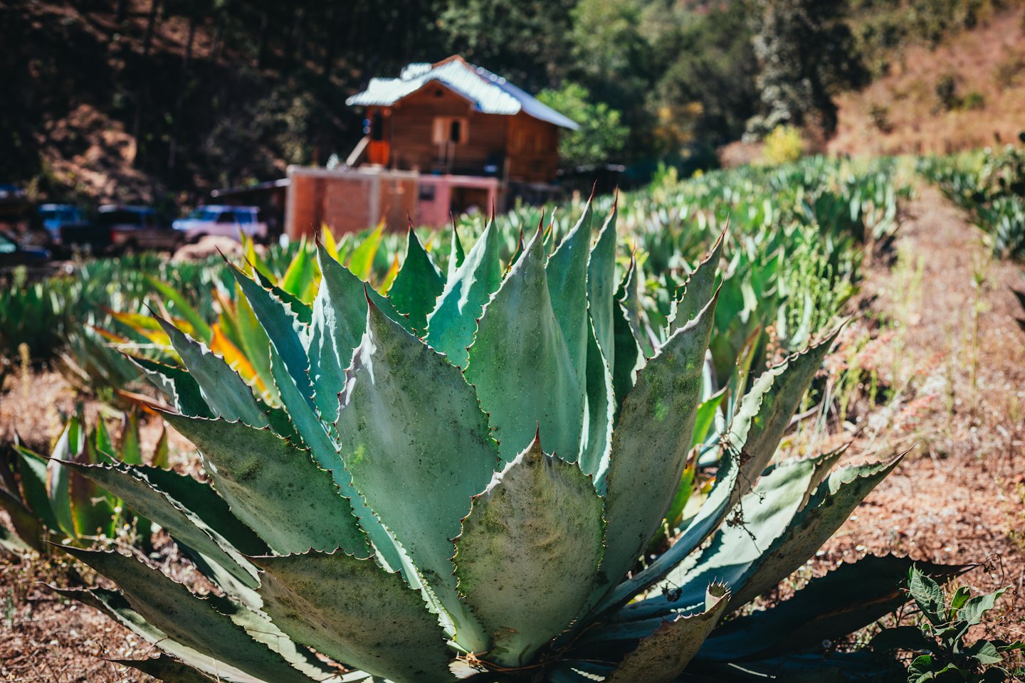 Plantas de agave verdes y espinosas en un paisaje agrícola soleado.