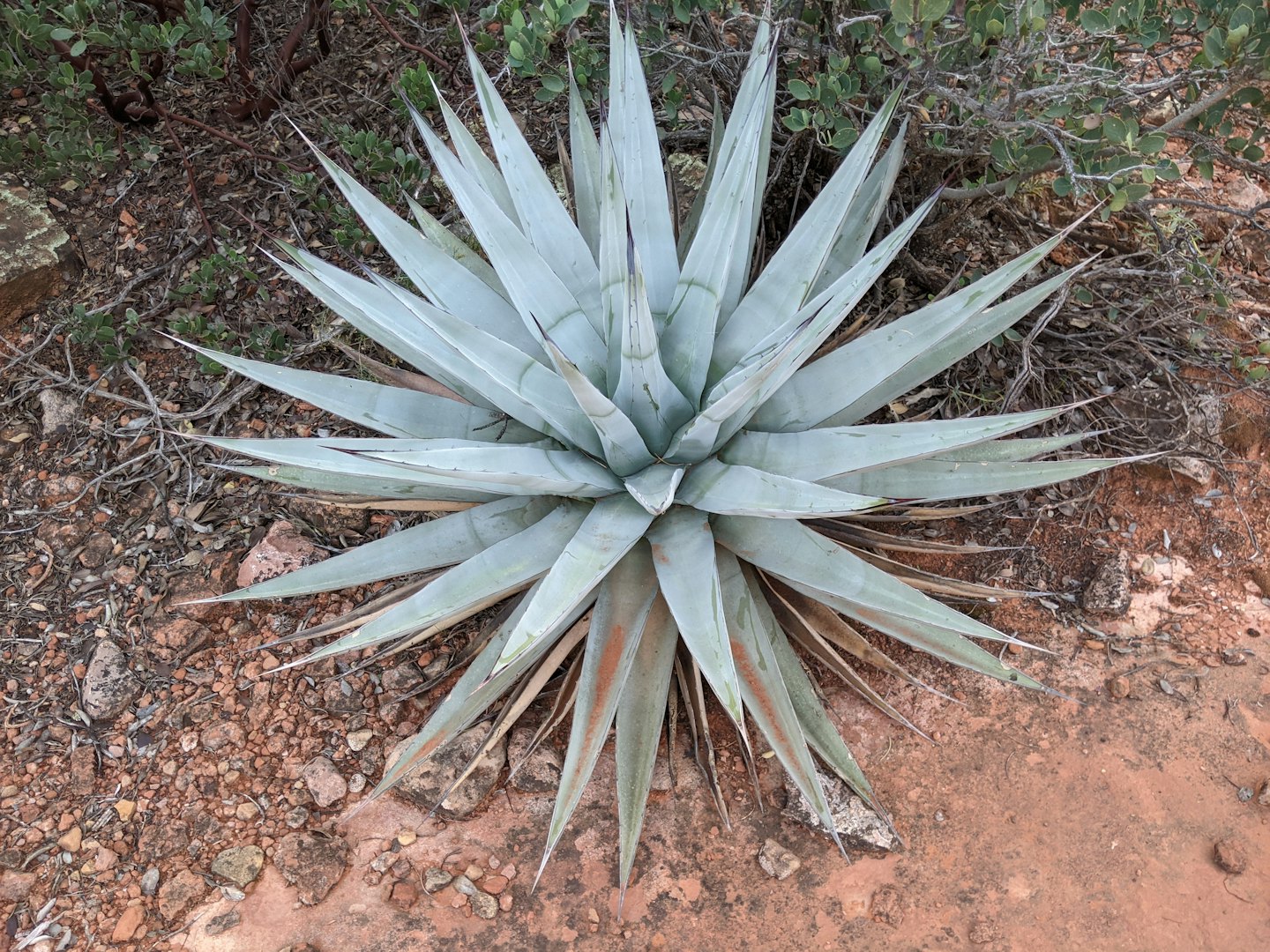 Planta de agave verde pálido creciendo en tierra seca del desierto.