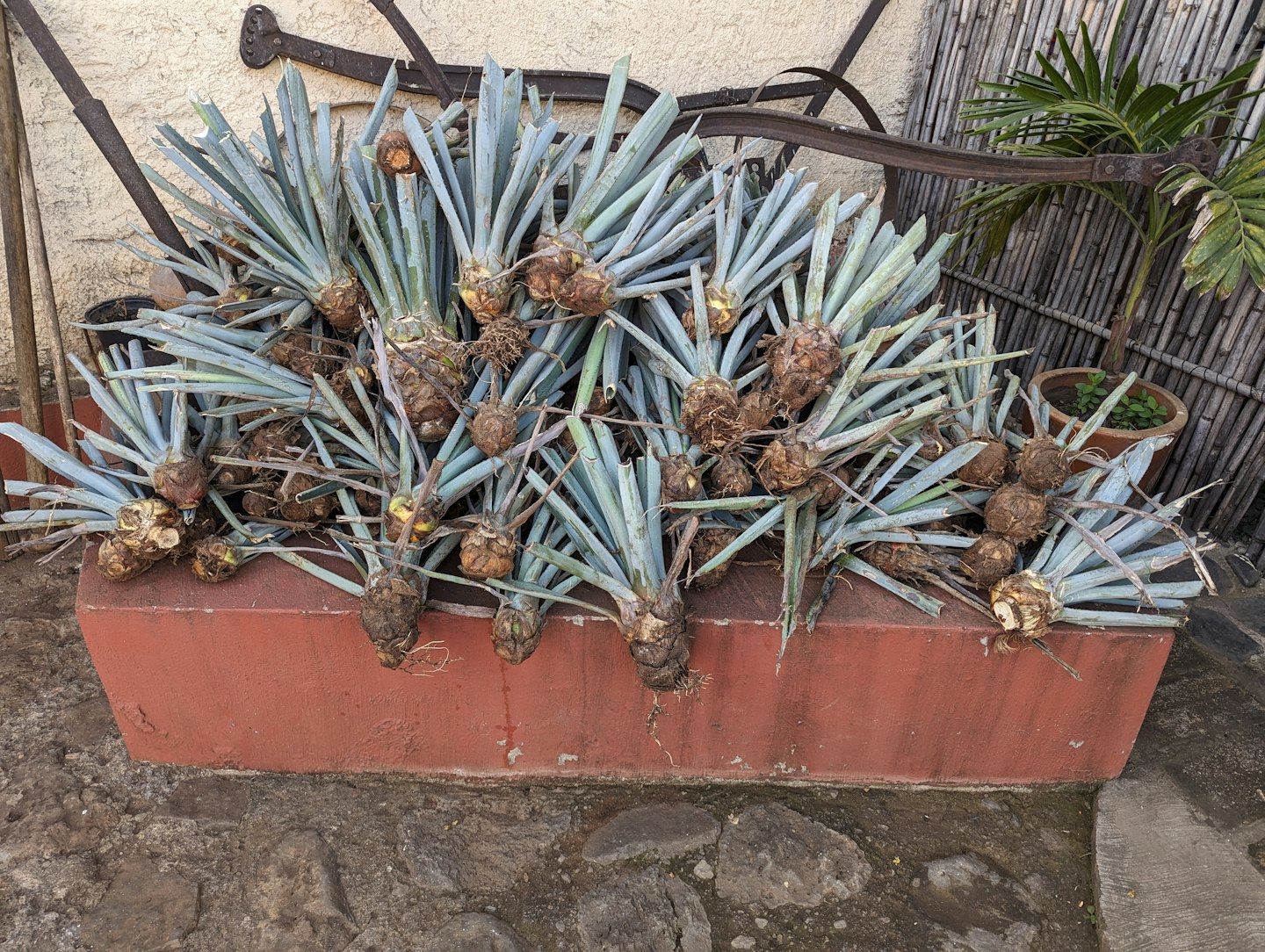 Plantas de agave cosechadas con raíces dentro de una maceta de concreto.