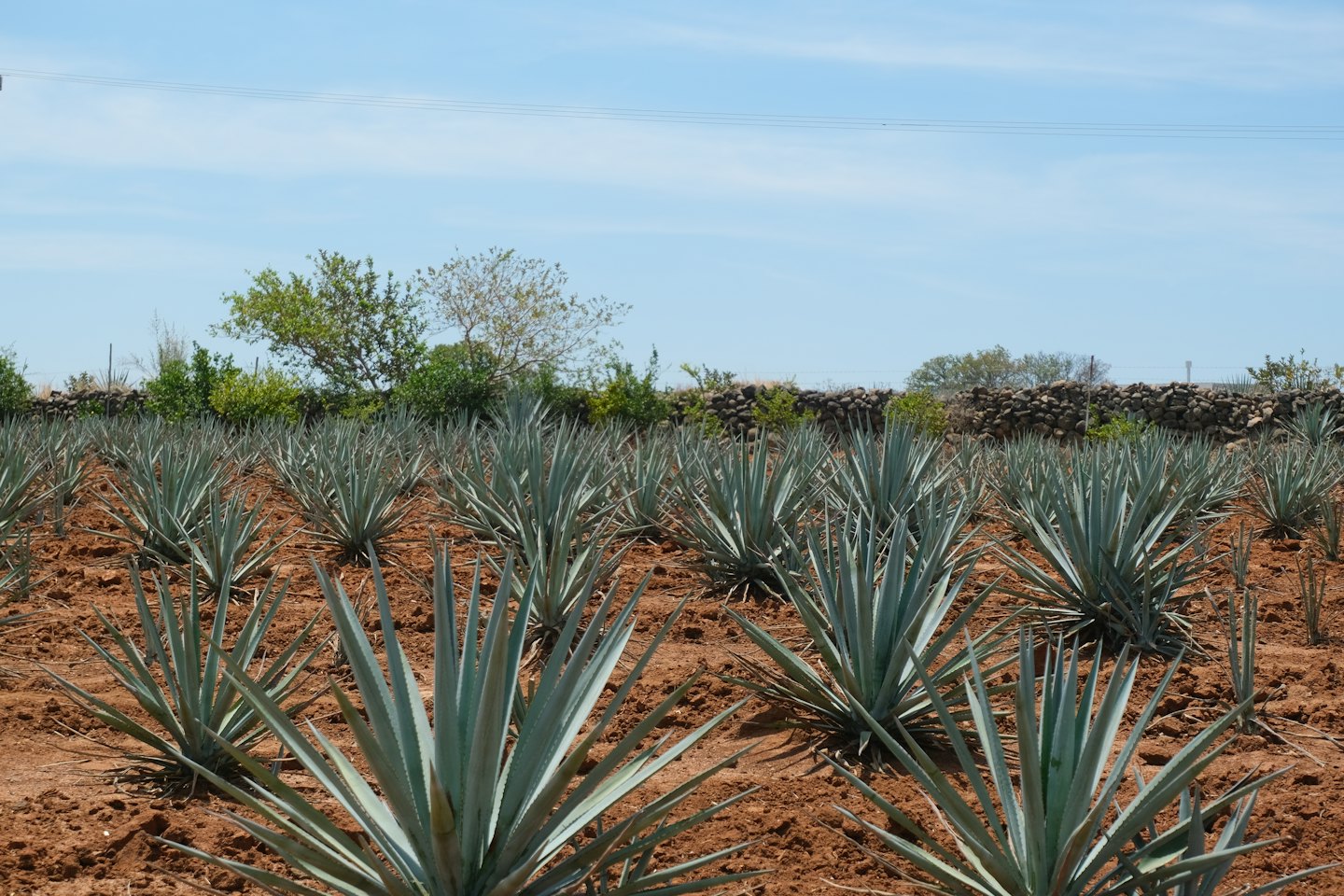 Filas de plantas de agave crecen en un campo agrícola rural.