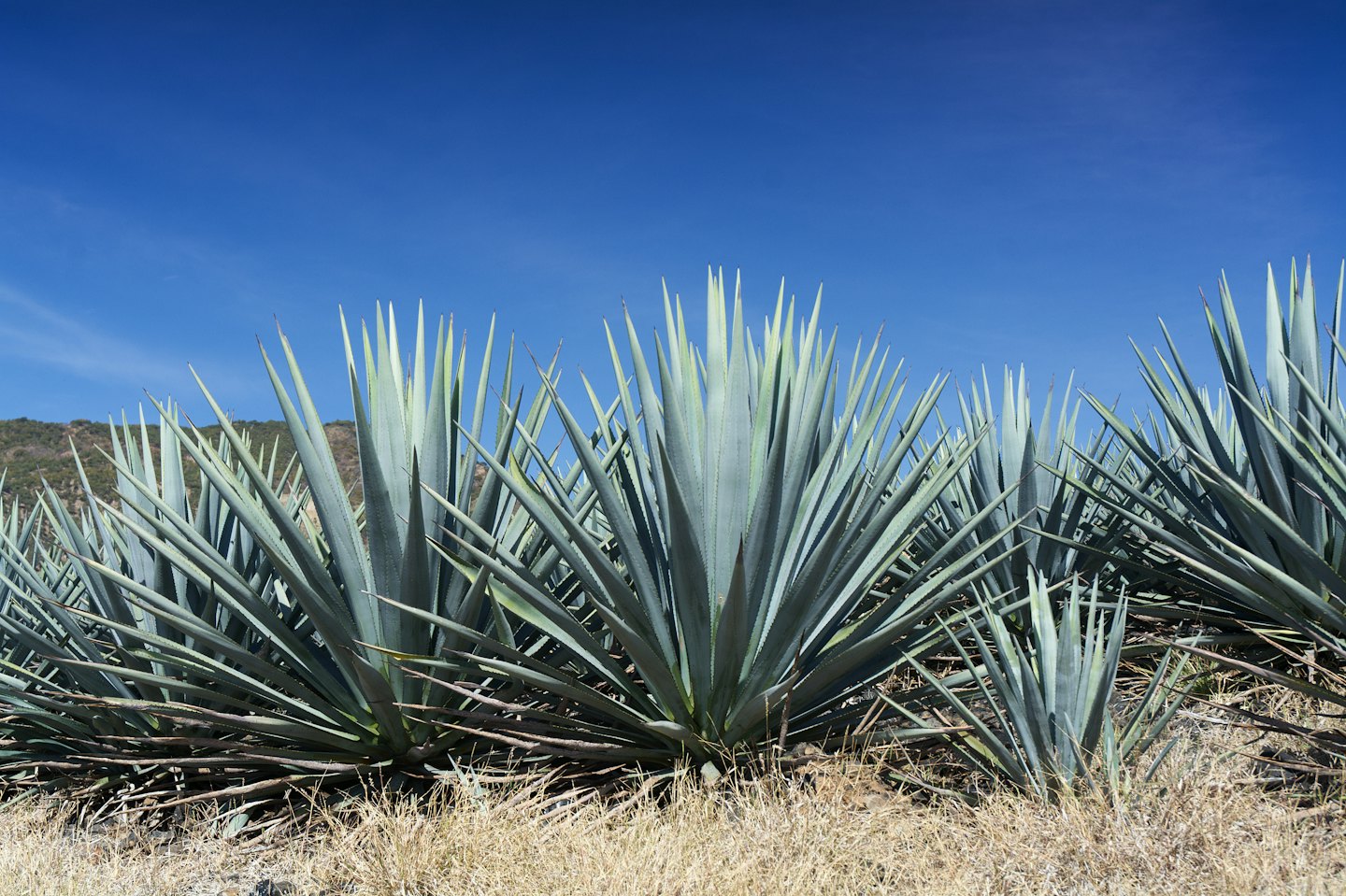 Plantas de agave azul verdoso crecen en un campo seco bajo el cielo.